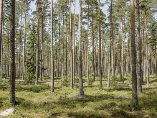 Hout: een duurzame keuze!