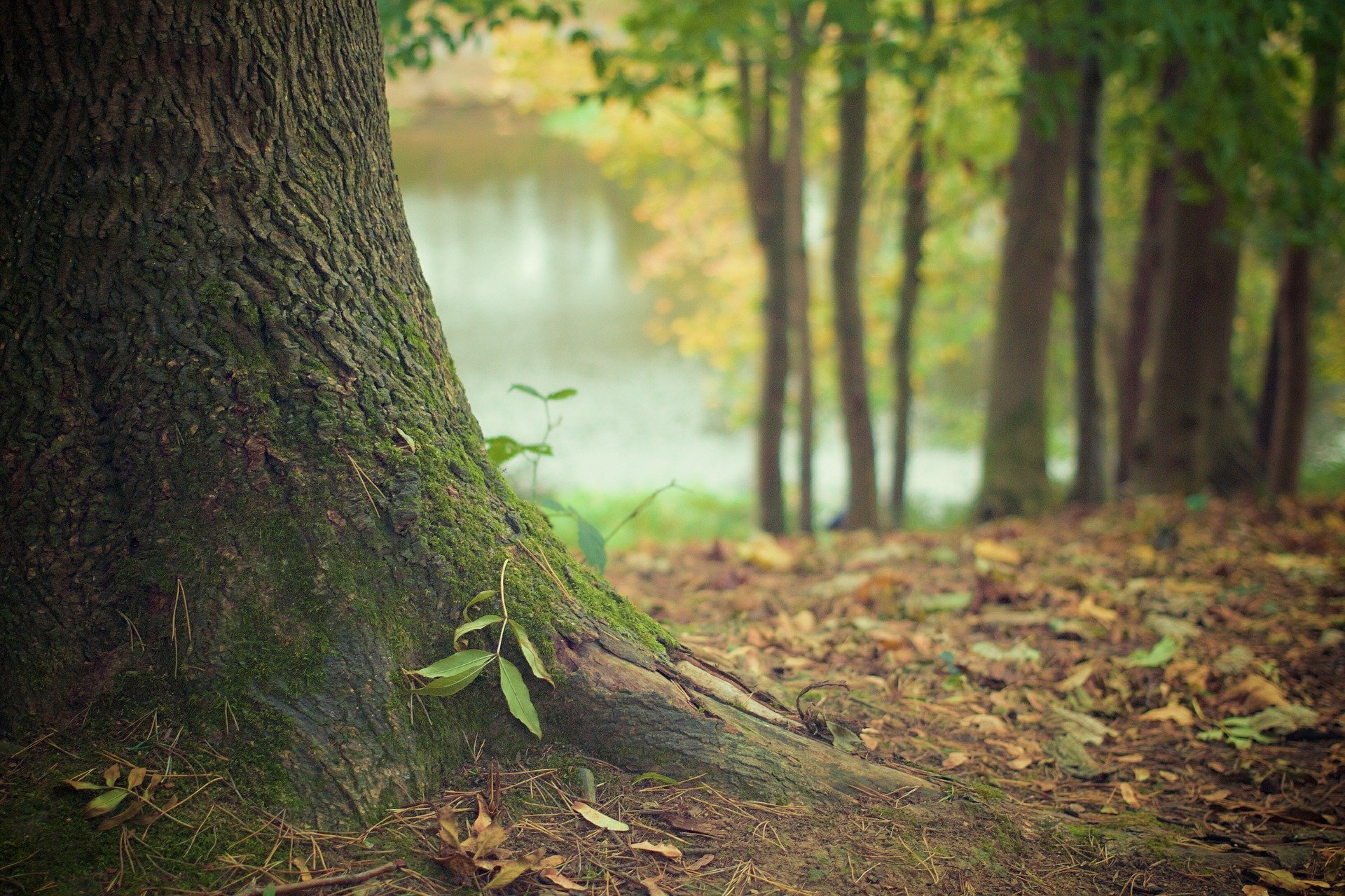 bomen bos duurzaam 9.jpg